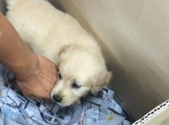 運命を感じた捨て犬