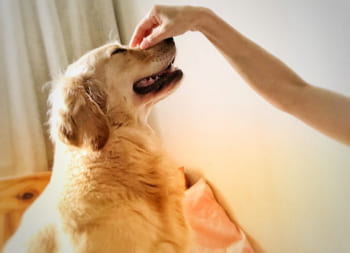 運命を感じた柴犬