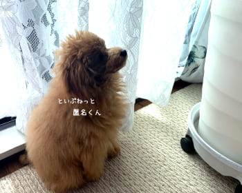 イタズラできないようにした植木鉢を見ているトイ・プードル