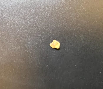 トイプードルが拾い食いしてウンチで出てきた小石