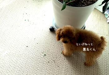 観葉植物の土と固形肥料を食べ方かも知れないトイ・プードル