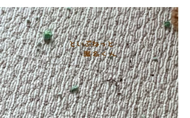 トイプードルが食べたかも知れない植物の固形肥料