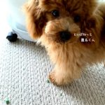 【誤飲体験談】子犬が植物の固形肥料を食べた時の対処法