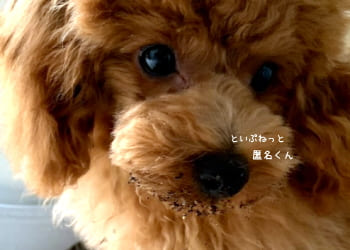 観葉植物の土と固形肥料を食べ方かも知れないトイ・プードル