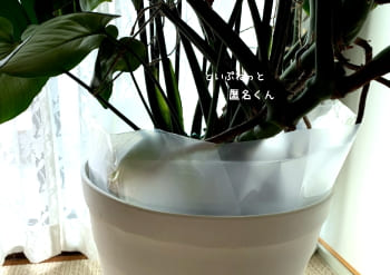 小型犬が観葉植物にいたずらしない方法