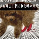 犬が毛虫に刺された時の体験談と対処法