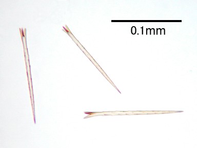 トイ・プードル匿名くんが刺されたドクガの毒針毛