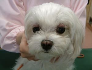 幸福の木で中毒を起こしたマルチーズ