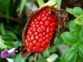 犬が食べると中毒を起こす植物クワズイモの実