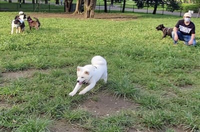 水元公園ドッグラン(東京都葛飾区)