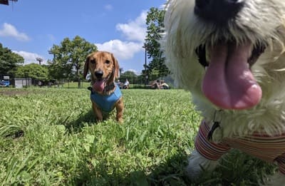 しおさいドッグラン(東京都大田区)