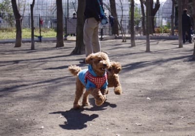 城北中央公園ドッグラン(東京都練馬区)