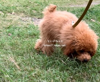 毛虫のニオイを嗅ぐトイ・プードル