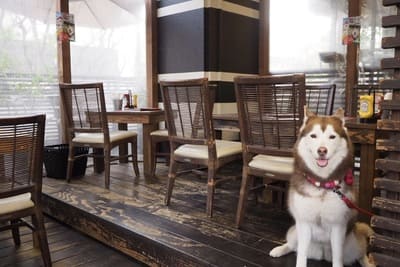 犬連れでも入れるカフェ　ハンバーガーカフェ『BURGER’S CAFE hasamu（ハサム）』