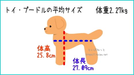 ジャパンケネルクラブの優良トイ・プードルの体型