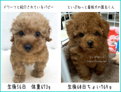ドワーフに成長するかどうかを見定めるための2ヶ月のトイ・プードル比較画像
