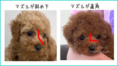 ドワーフタイプのトイ・プードルを予想できるマズルの角度画像