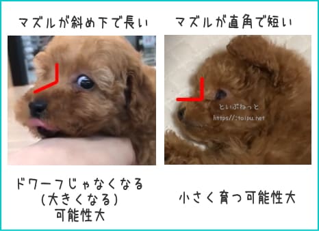 ドワーフタイプのトイ・プードルを予想できるマズルの角度画像