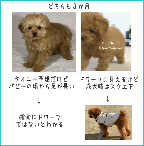 短足胴長のドワーフタイプのトイ・プードルを選ぶ方法解説画像