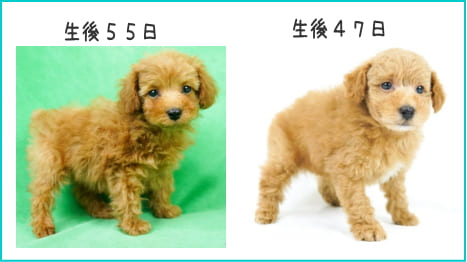 ドワーフタイプのトイ・プードルではない子犬画像