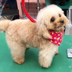 ドワーフタイプのトイ・プードル成犬画像