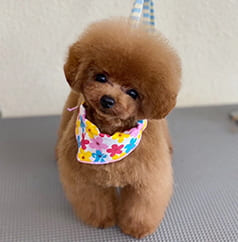 ドワーフタイプのトイ・プードル成犬画像