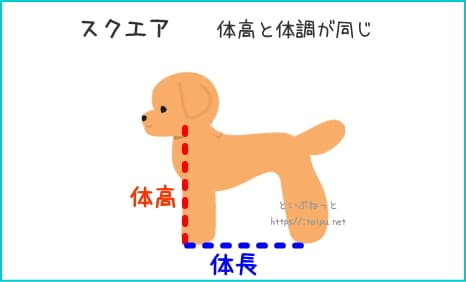 トイ・プードルのスクエア体型