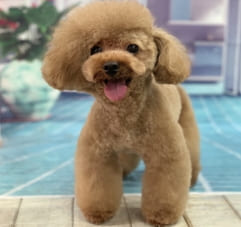 ドワーフタイプのトイ・プードル成犬画像