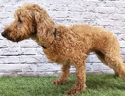 胴長短足のドワーフタイプのトイ・プードル成犬画像