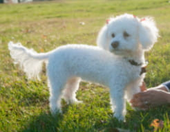 胴長短足のドワーフタイプのトイ・プードル成犬画像