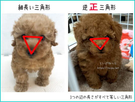 ドワーフタオプのトイ・プードルの見分け方