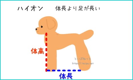 トイ・プードルの体型「ハイオン」解説画像