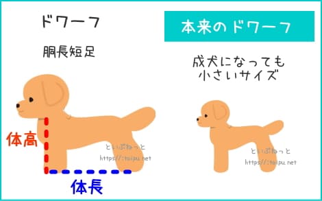 トイ・プードル体型　2つの「ドワーフ」解説画像