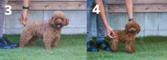 成犬でドワーフのトイプードルになる子の選び方と3つの体型