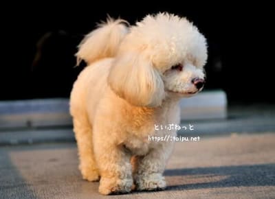 ドワーフタイプのトイ・プードル