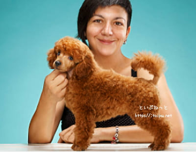 ドワーフに成長するトイ・プードルの見分け方/選び方解説画像