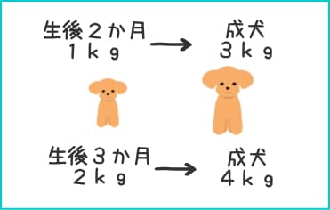 予想体重で見るトイ・プードルのドワーフの選び方
