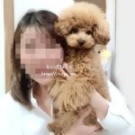 【使って検証】犬用ペットシーツおすすめランキング!足濡れなしトイレシート