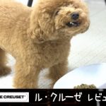 ルクルーゼ/ハイスタンドペットボール小型犬使用レビュー