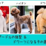 【トリマー監修】トイプードルの直毛と巻き毛/5種類の毛質のこと