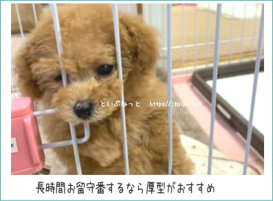 ゲージの中でお留守番しているトイプードル