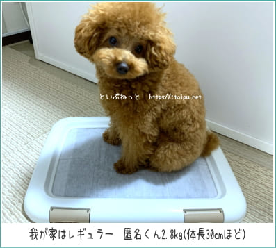 2.8ｋｇのトイプードルが使っているレギュラーサイズのペットシーツ