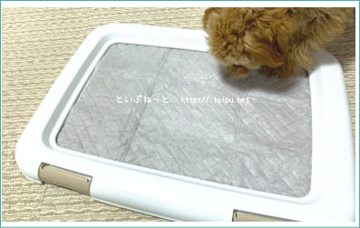 おしっこしたペットシーツのニオイを嗅いでいる犬