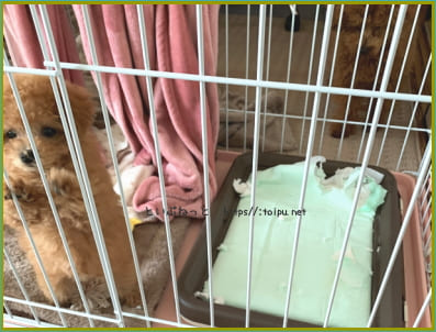 ペットシーツにイタズラしているトイプードル