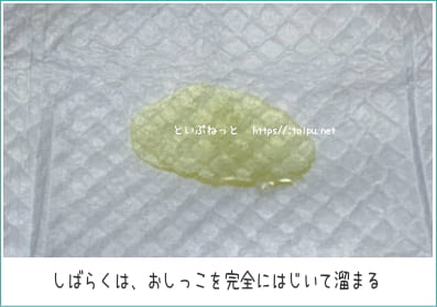 アイリスオーヤマ超吸収ペットシーツの吸水性検証画像