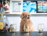 飲食店の看板犬