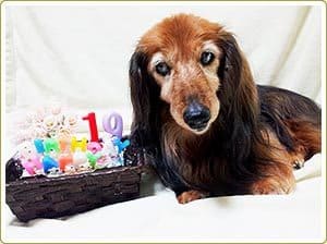 犬の健康一番を食べている19歳のまりりんちゃん