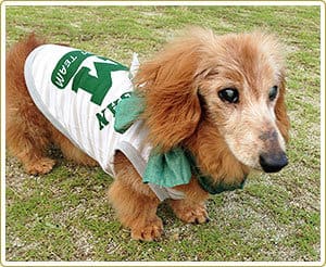 犬の健康一番で腎臓の水位血が正常になった18歳のブランディくん