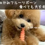 かみかみフルーツボーン食べたらダメ！子犬成犬におすすめの硬さ