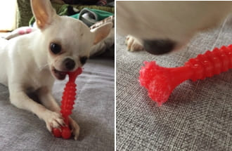 たった2日目でかみかみフルーツボーンの先端を食べてしまったチワワ